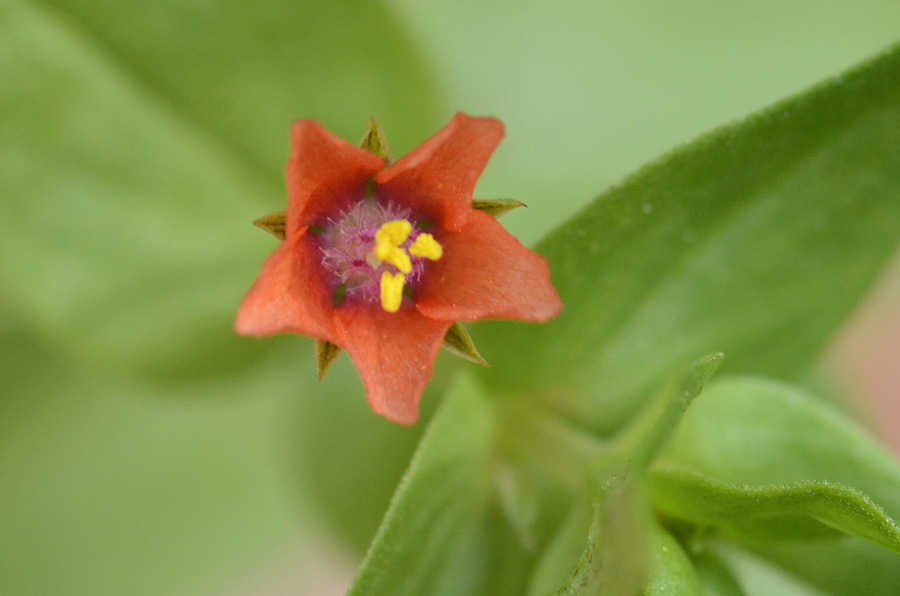 Lysimachia (=Anagallis) arvensis / Mordigallina